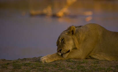 Bongwe Safaris Ringo the Lion