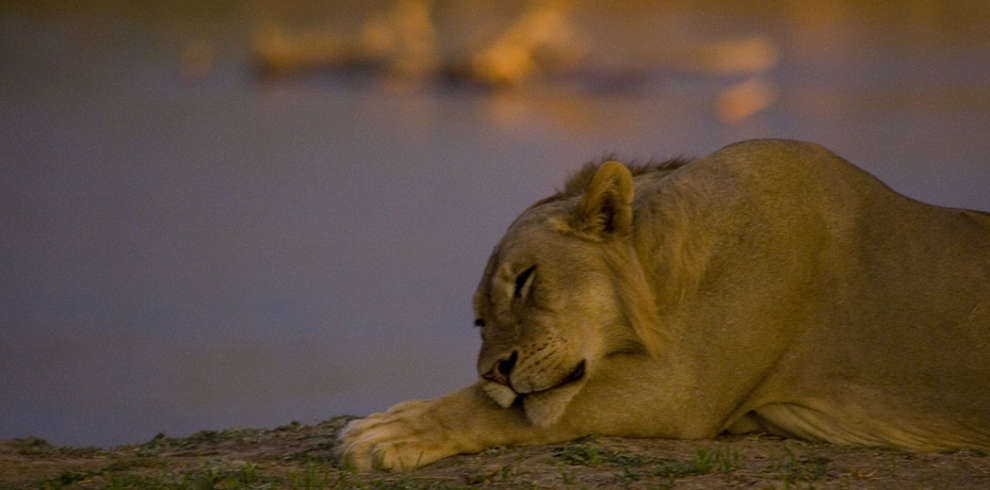 Bongwe Safaris Ringo the Lion