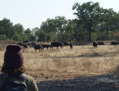 Bongwe Walking Safaris