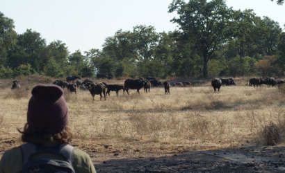 Bongwe Walking Safaris