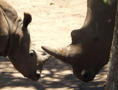 Bongwe Rhino Encounter