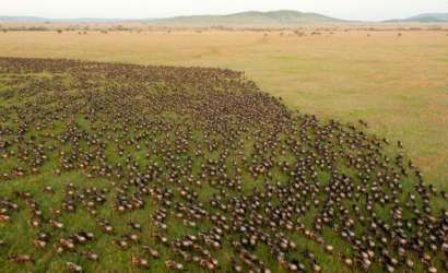 Liuwa Plains with Bongwe Safaris